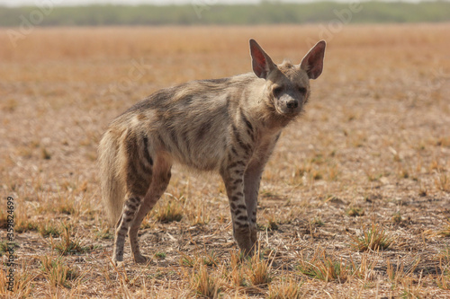 Striped Hyena (Hyaena hyaena) from grasslands of blackbuck national park, valavadar, gujarat, india