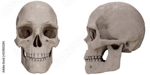 skull real anatomy