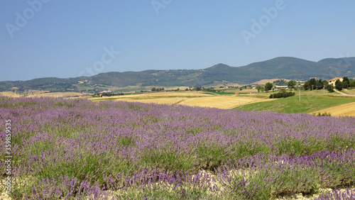 field of lavender in tuscany