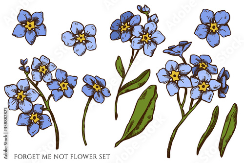 Vector set of hand drawn colored forget me not flower