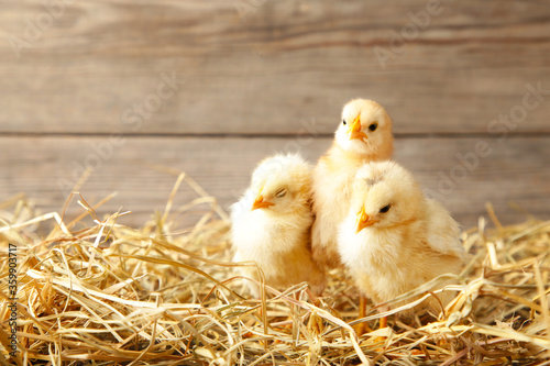 Three chicks in a straw on grey background