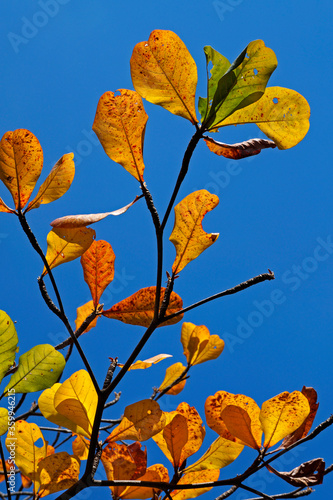 Tropical almond leaves in autumn (Terminalia catappa)