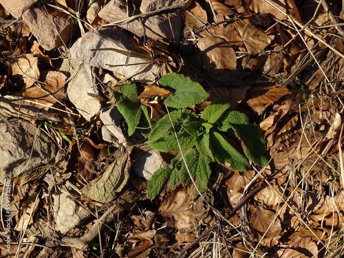 green plants