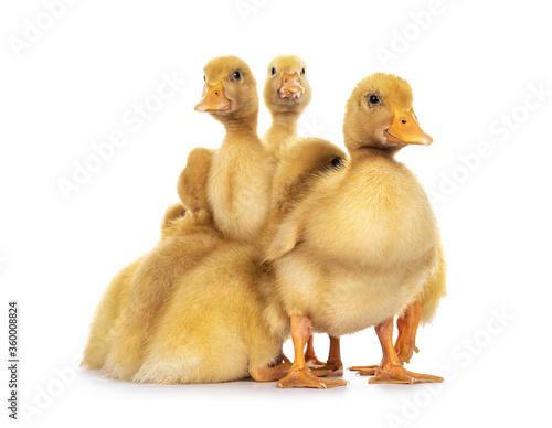 Group of ten day old Peking Duck chicks, standing close together. Looking towards camera. Isolated on white background.