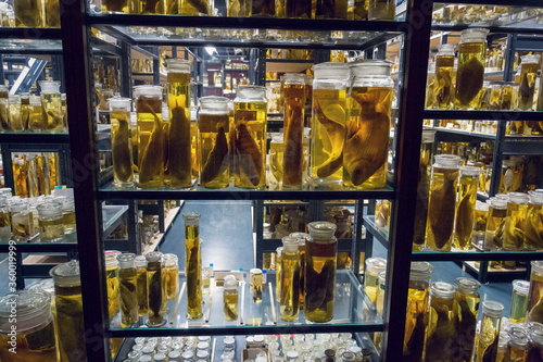 Shelves with various animals preserved in formaldehyde solution