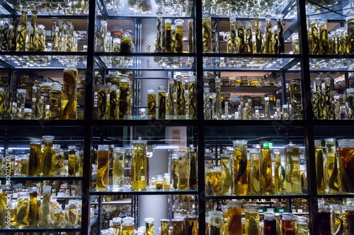 Shelves with various animals preserved in formaldehyde solution