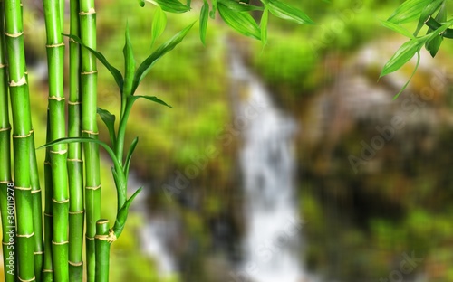 Many bamboo stalks on green nature background