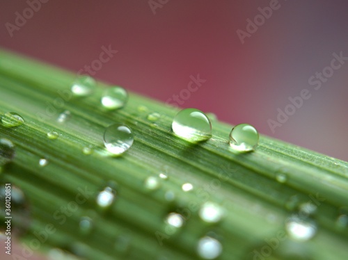 Closeup water drops on green leaf on pink blurred background ,droplets for background, macro image ,sweet color for card design and soft focus ,abstract background