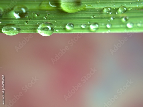 Closeup water drops on green leaf on pink blurred background ,droplets for background, macro image ,sweet color for card design and soft focus ,abstract background