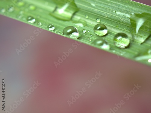 Closeup water drops on green leaf with pink background ,macro image, soft focus, droplets background