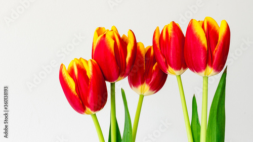 5 tulips in front of a white wall.