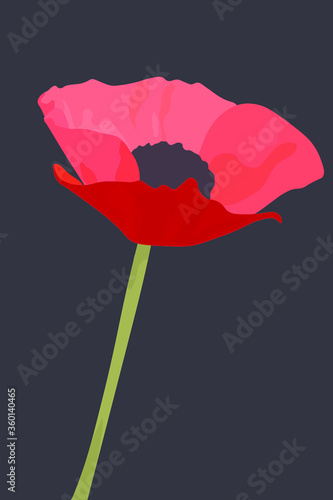 Papaver rhoeas, ilustración de la flor de amapola sobre fondo negro. Flor de primavera.