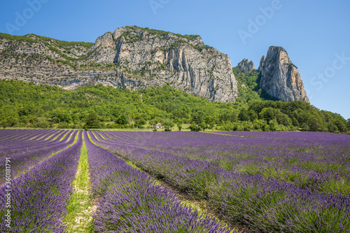 Champ de lavande à Saou, Drôme, Auvergne-Rhône-Alpes, France