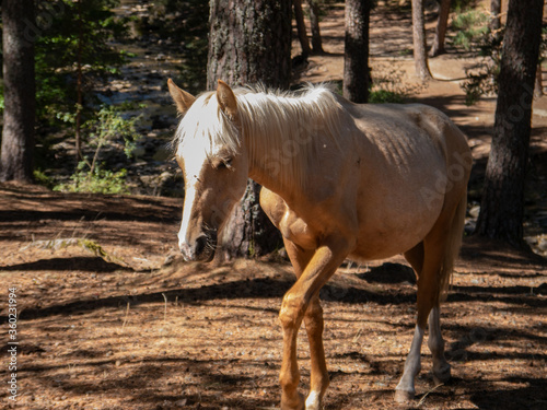 Wild horse walking in the country