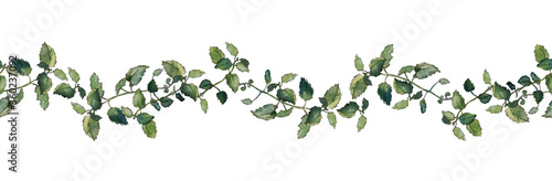 Seamless border of green melissa officinalis twigs, isolated on white. Watercolour illustration. For duct tape, textile, stationary and packaging design.