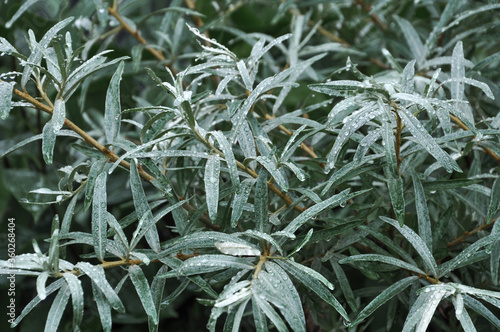 Rokitnik Hippophae rhamnoides krzew liście z kroplami deszczu