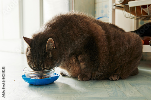 chat obèse mangeant dans une gamelle sur le sol d'une cuisine à l'intérieur d'un appartement 