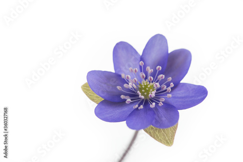 Blue flower Liverwort or Hepatica nobilis isolated on white background