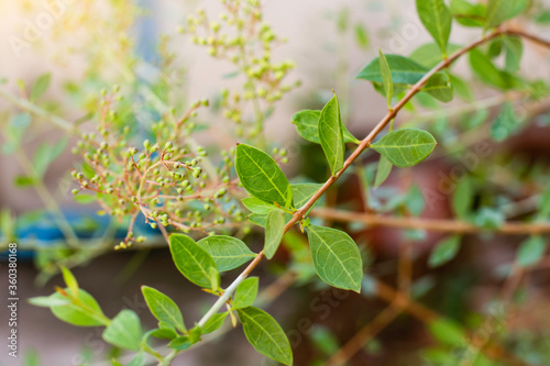 Selective focus. Henna leaves ( Lawsonia inermis ) on the tree. 