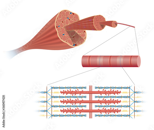 Illustration of Structure Skeletal Muscle