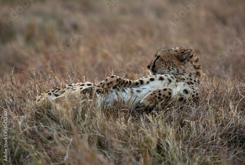 Cheetah resting during dusk