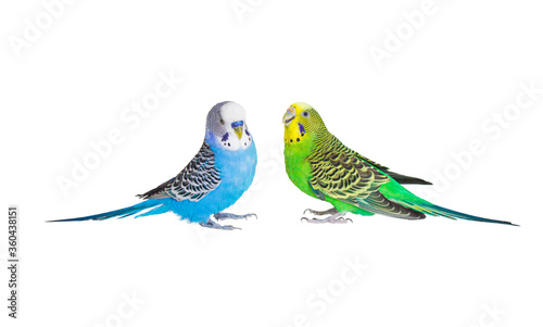 Two parrots with magnificent plumage sit opposite each other