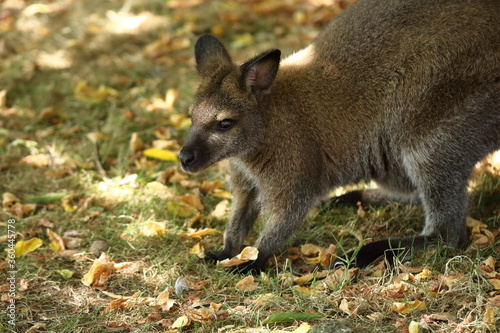 Tammar wallaby among grass and leaves at Auckland Zoo, New Zealand