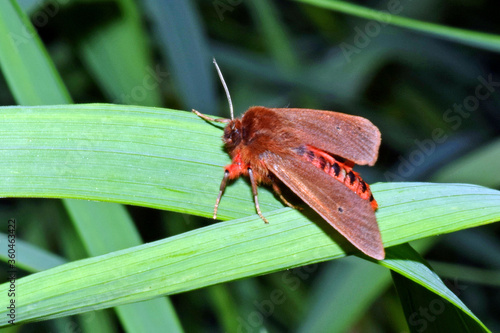 Makro motyl nocny