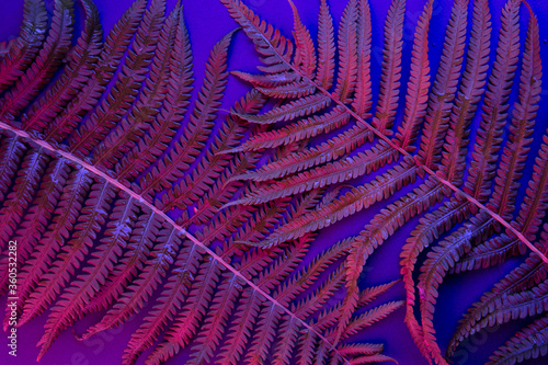 Tropical leaf forest glow in the black light background. High contrast