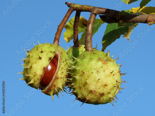 common horse chestnut tree European continental foliage