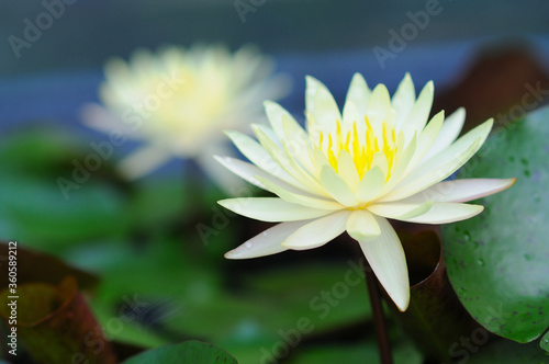 A Blooming White Water Lily