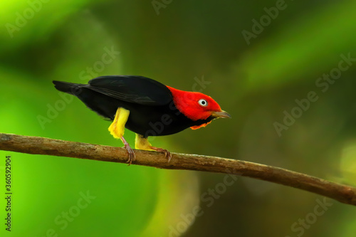 Red-capped manakin (Ceratopipra mentalis) sitting on a branch