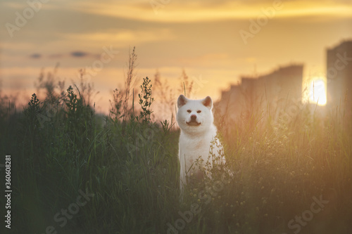 White Akita Inu dog