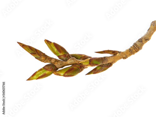 Branch of poplar with buds in early spring isolated on white