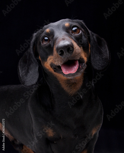 Expressive black dachshund on black background 