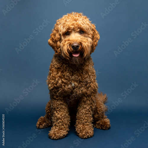 Young Goldendoodle on a blue background