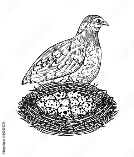 vector illustration of a quail with a nest with eggs
