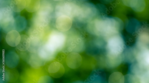 green bokeh abstract background