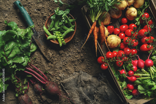 Fresh vegetables, potato, radish, tomato, carrot, beetroot in wooden box on ground on farm at sunset. Freshly bunch harvest. Healthy organic food, agriculture, top view