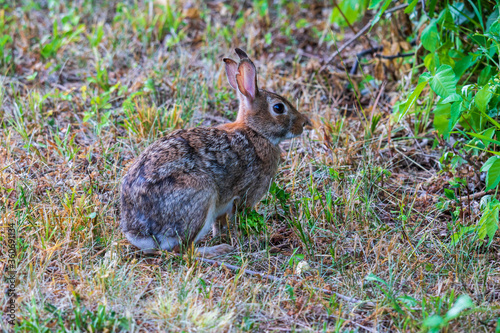 Eastern cottontail rabbit sitting in grass