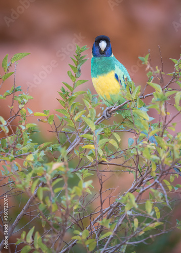 The "Port Lincoln" subspecies of Australian Ringneck perches in a shrub at Ormiston Gorge in the Northern Territory's West MacDonnell Ranges.