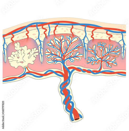 The placenta is an organ attached to the lining of womb during pregnancy. Structure