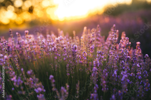 Beautiful lavender flowers blooming at sunset. Concept of beauty, aroma and aromatherapy 