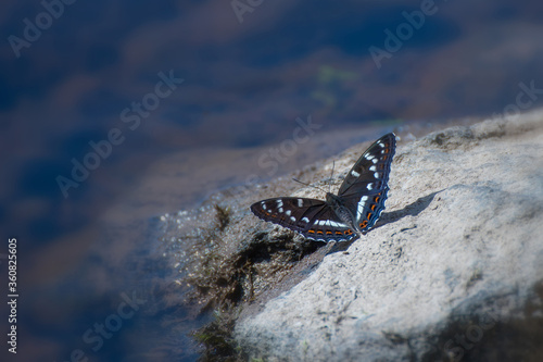 Beautiful colored iconic butterfly (Limenitis populi) Farnebofjarden national park in Sweden.
