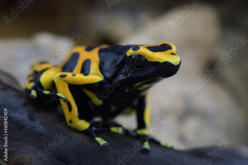 Macro photo of tropical frog