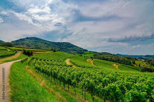 Green grapevine in Bühl, Black Forest, Germany, on a sunny summer day with a blue sky and beautiful white clouds