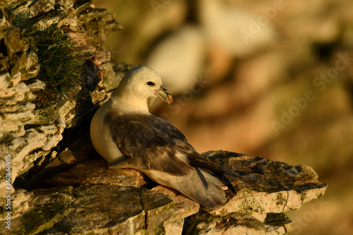 The northern fulmar seating on the coast.