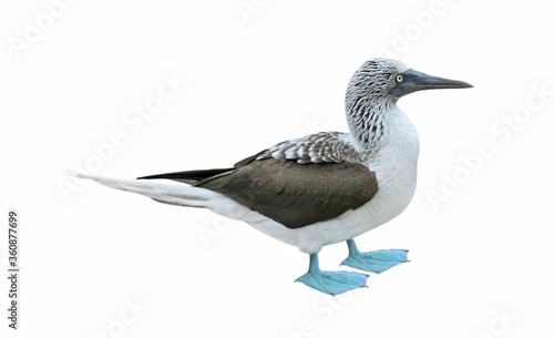 Blue-footed Booby (Sula nebouxii), isolated on White background