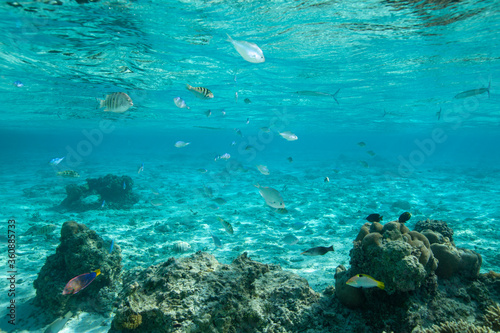 coral reef and fish