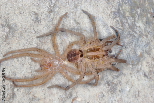 close-up/macro of a Spanish tarantula,exoskeleton , biggest spanish spider lycosa hispanica, molting, skinning,shed their skin, with the molt. 